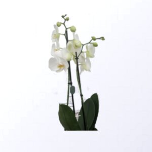 orchidea phalaenopsis vendita on line